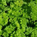Apium graveolens  'Per-Cel'